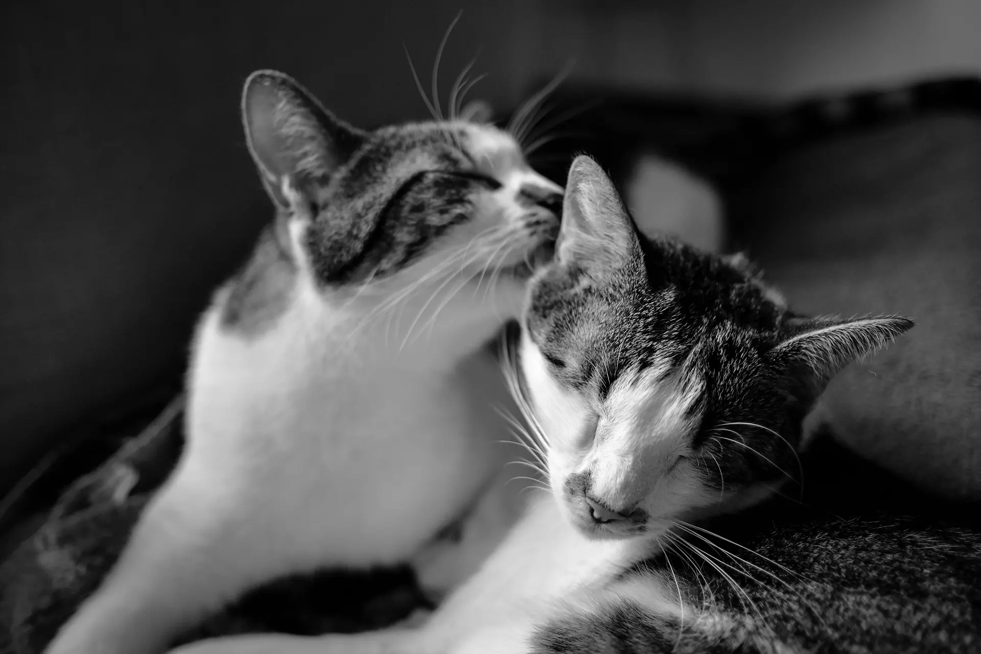 pet conditions we treat Omaha, NE