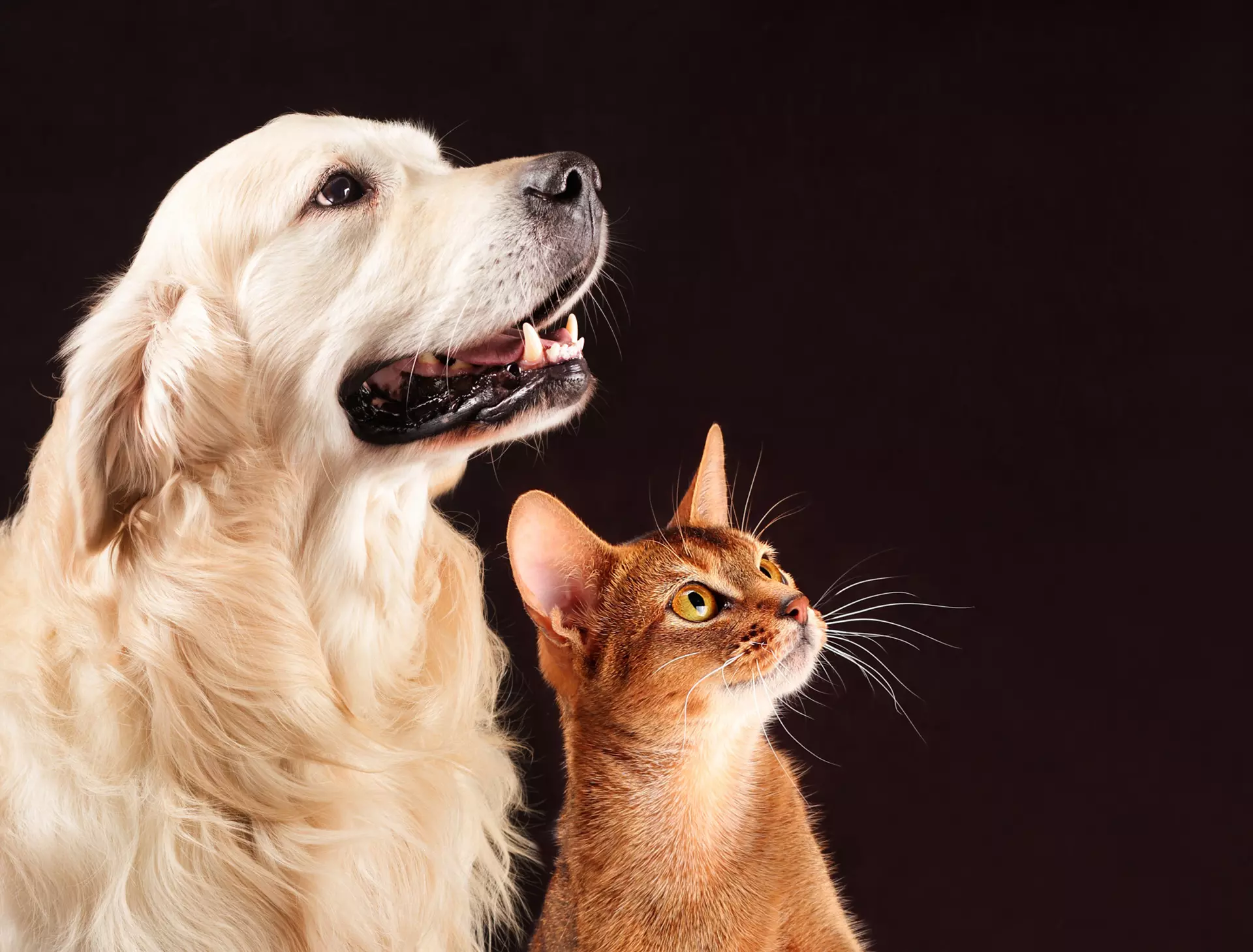 pet anxiety treatment Omaha, NE