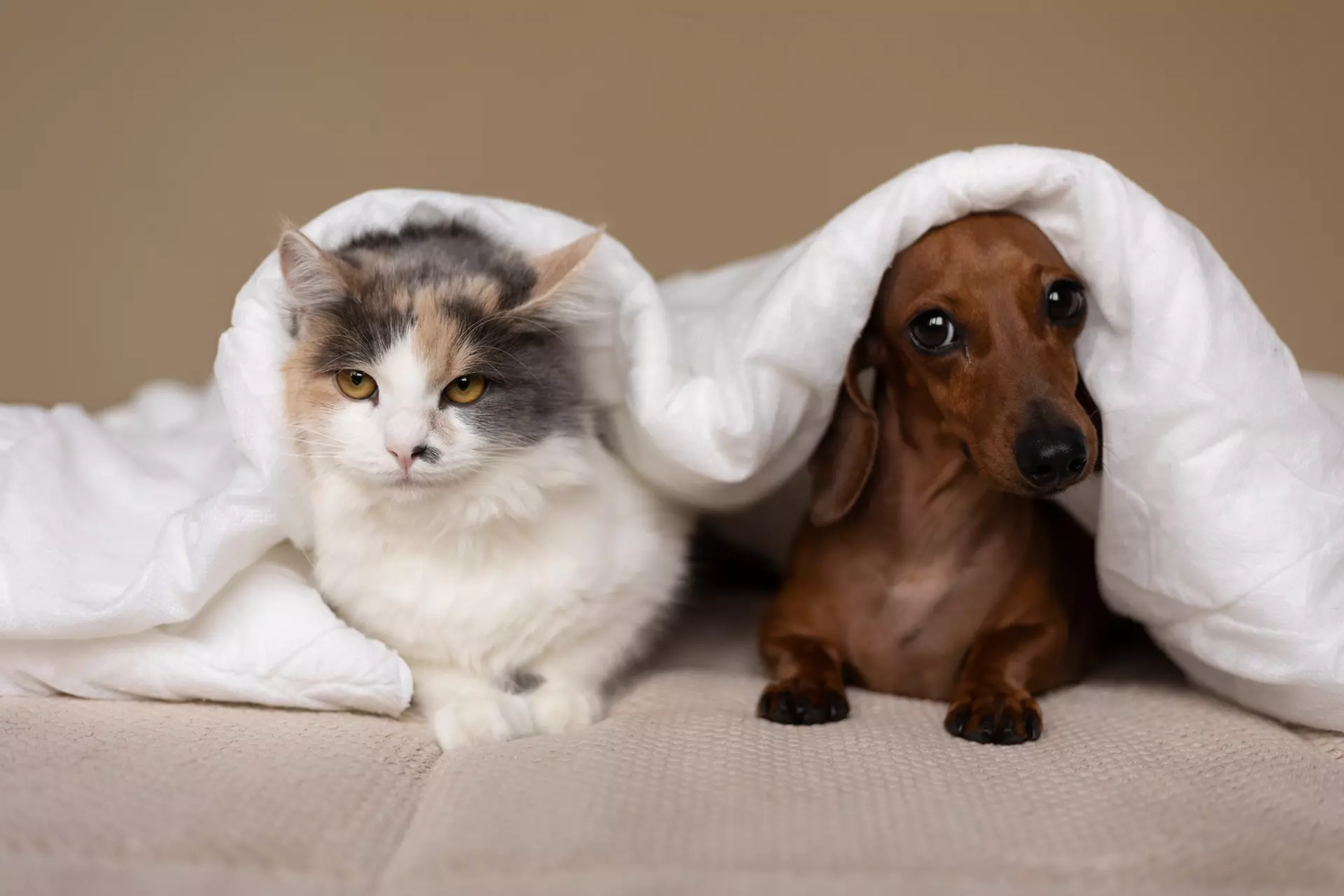 pet allergy treatment Omaha, NE