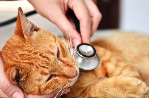 veterinary services Omaha, NE